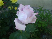 d8599d5e-Picture 4194.jpg